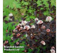 Thompson & Morgan Physocarpus opulilfolius Rubella 3 Litre Potted Plant x 1, Red