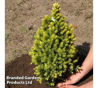Thompson & Morgan Picea Glauca Biesenthaler Fruhling 1 Litre Potted Plant X 1