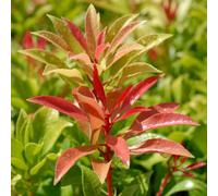 Thompson & Morgan Pieris Floribunda Forest Flame 3 Litre Potted Plant X 1