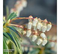 Thompson & Morgan Pieris Japonica Flaming Silver 9Cm Pot X 1