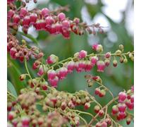 Thompson & Morgan Pieris Japonica Passion 3 Litre Potted Plant X 2