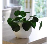 Thompson & Morgan Pilea Peperomiodes 6Cm Pot X 1
