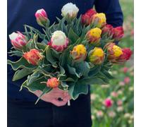 Thompson & Morgan Pink Yellow Cranberry Tulip Ice Cream Collection 3-9 Bulbs