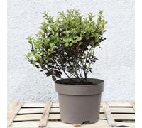 Thompson & Morgan Pittosporum Ten. Tom Thumb 9Cm Potted Plant X 5