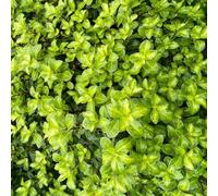 Thompson & Morgan Pittosporum Tenuifolium Golden Ball 9Cm Potted Plant X 1