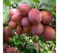 Thompson & Morgan Plum Opal - Self-Fertile Dessert Plum Small Yellow Fruits With Red Flush Gage Flavor 1X 5L Pot By T&m