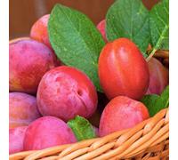 Thompson & Morgan Plum Tree Victoria - Self-Fertile Compact Fruit For Small Gardens & Containers - Rhs Award - 24Cm Pot