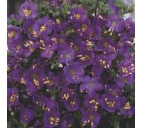 Thompson & Morgan Polemonium Boreale Heavenly Habit Perennial Plant Seeds - Stunning Blue Flowers For Gardens Borders Containers