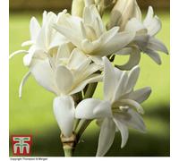 Thompson & Morgan Polianthes Tuberosus The Pearl 20 Bulbs (Size 10/12)