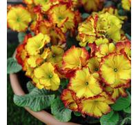 Thompson & Morgan Polyanthus 'firecracker' 48 X Garden Ready Plants - Eye-Catching Yellow Blooms