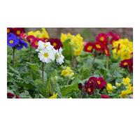 Thompson & Morgan Polyanthus Pacific Giants Mixed Seeds - Hardy Perennial Large Vibrant Spring Blooms - 15 Seeds