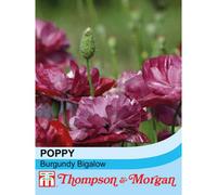 Thompson & Morgan Poppy Burgundy Bigalow 1 Seed Packet (500 Seeds), Purple
