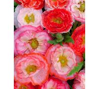 Thompson & Morgan Poppy Falling In Love Seeds - Hardy Annual - Red Pink White - Easy Grow - Pollinator Friendly