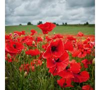 Thompson & Morgan Poppy Field Poppy (Rhoeas) 1 Seed Packet (2800 Seeds)