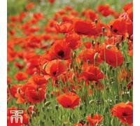 Thompson & Morgan Poppy Flanders 1 Seed Packet (2000 Seeds)