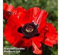 Thompson & Morgan Poppy King Kong 6 Bare Root Plants