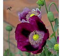 Thompson & Morgan Poppy Laurens Grape - Hardy Annual Flower Seeds Deep Purple Blooms Easy Grow Garden Plant 1X Seed Packet