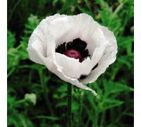 Thompson & Morgan Poppy Oriental Royal Wedding 1 Seed Packet