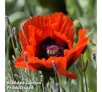 Thompson & Morgan Poppy - Papaver Beauty Of Livermere 1 Litre Potted Plant X 2