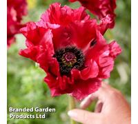 Thompson & Morgan Poppy Papaver Red Rumble 9Cm Pot X 1