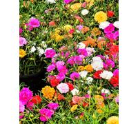 Thompson & Morgan Portulaca Tapas Seeds - Bright Compact Groundcover Flowers Drought Tolerant Easy Grow For Containers Borders Rock Gardens