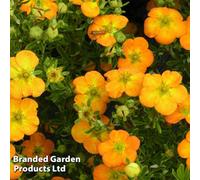 Thompson & Morgan Potentilla Fruticosa Bella Sol 3 Litre Pot X 1