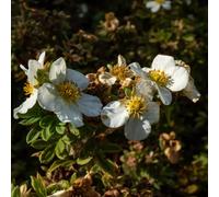 Thompson & Morgan Potentilla Fruticosa Goldfinger - 1 Bare Root Hardy Shrub Yellow-Orange Flowers Drought Tolerant Wildlife Friendly