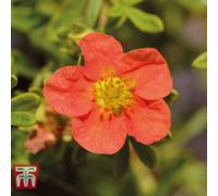 Thompson & Morgan Potentilla Fruticosa Marian Red Robin 9Cm Pot X 1