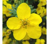 Thompson & Morgan Potentilla Fruticosa Yellow-Orange Hardy Shrub Drought Tolerant 1X Bareroot