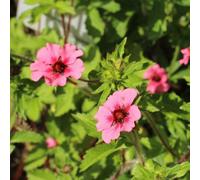 Thompson & Morgan Potentilla Helen Jane 1 Seed Packet (50 Seeds)