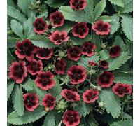 Thompson & Morgan Potentilla Monarchs Velvet 1 Litre Pot X 1