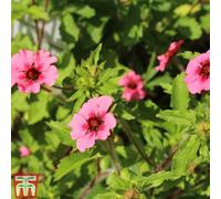 Thompson & Morgan Potentilla Nepalensis Helen Jane 1 Litre Pot X 1