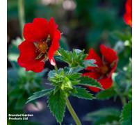 Thompson & Morgan Potentilla Thurberi Monarchs Velvet - 1 X Packet Of 75 Seeds