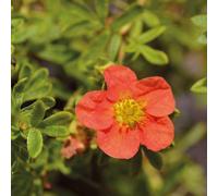 Thompson & Morgan Potted Plantentilla Fruticosa Marian Red Robin 9Cm Potted Plant X 2