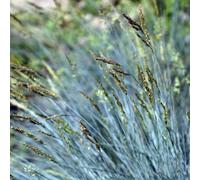 Thompson & Morgan Prairie Blue Fescue Ornamental Grass - Striking Blue Grey Foliage Hardy Low Maintenance Year Round Decorative. 1X Seed Packet.