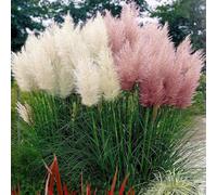 Thompson & Morgan Prairie Pampas Feathers Ornamental Grass Mix - Tall Feathery Plumes. Easy Grow Seed Packet.