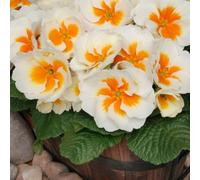 Thompson & Morgan Primrose Buttercream - 12 Plug Plants