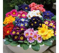 Thompson & Morgan Primrose Husky Mixed 24 Plug Plants
