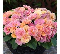 Thompson & Morgan Primrose Pom Pom Mandarin Garden Ready Plants x12