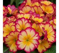 Thompson & Morgan Primrose Scentsation Rhubarb And Custard - 24 Plug Plants