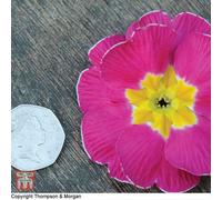 Thompson & Morgan Primrose T&m Special Giant Flowered Mixed 1 Packet (30 Seeds)