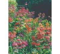 Thompson & Morgan Primula Candelabra Mixed Hardy Perennial Seed Packet - Vibrant Blooms Easy Grow Low Maintenance Cottage Gardens