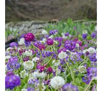 Thompson & Morgan Primula Denticulata Hybrids Hardy Perennial Early Spring Dome Blooms Colourful Cottage Borders Containers Low Maintenance Easy Gro