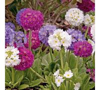 Thompson & Morgan Primula Denticulata Mixed Pom-Pom Perennial - White Pink Purple Flowers - Hardy - 1 Or 2 Litre Pot