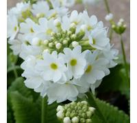 Thompson & Morgan Primula Denticulata White Hardy Perennial Pom-Pom Flowers For Shade Moist Borders Pond Edges 1L Pot