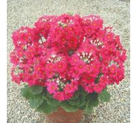 Thompson & Morgan Primula Malacoides Deep Red/crimson Seeds - Star-Shaped Blooms Long-Flowering Easy Houseplant (100 Seeds)
