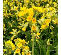 Thompson & Morgan Primula Veris - Charming Wildflower - Yellow Clusters - Rhs Award - T&m 1L Potted Plant
