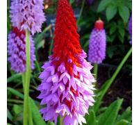 Thompson & Morgan Primula Vialii Exotic Scarlet & Lilac Primrose For Shade Damp Soil. 1-9X 9Cm Pots.