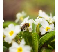 Thompson & Morgan Primula Vulgaris 1 Litre Potted Plant X 1