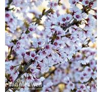 Thompson & Morgan Prunus Incisa Kojo-No-Mai 3.6 Litre Potted Plant X 2